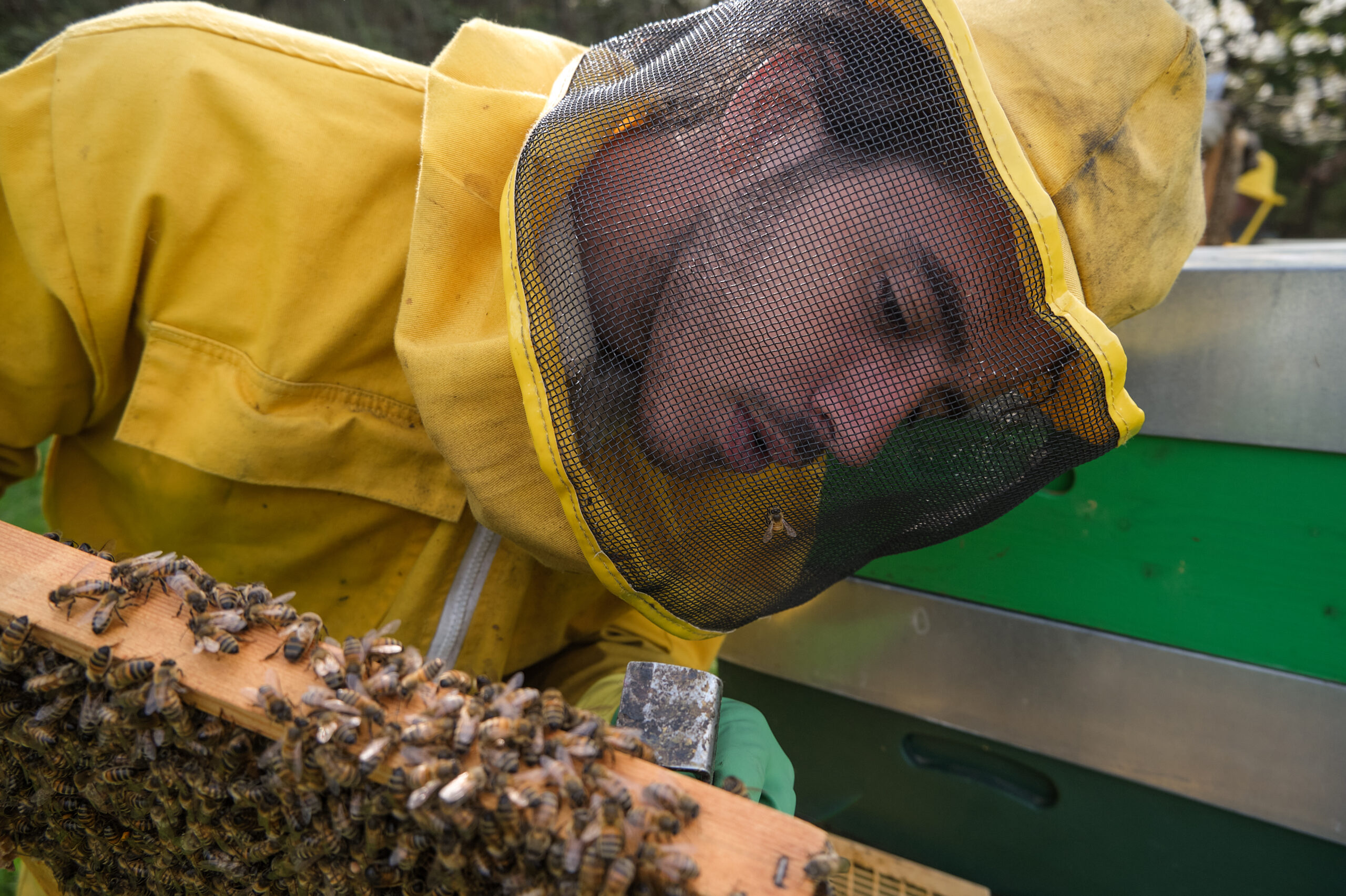 Apicoltore Diego al lavoro