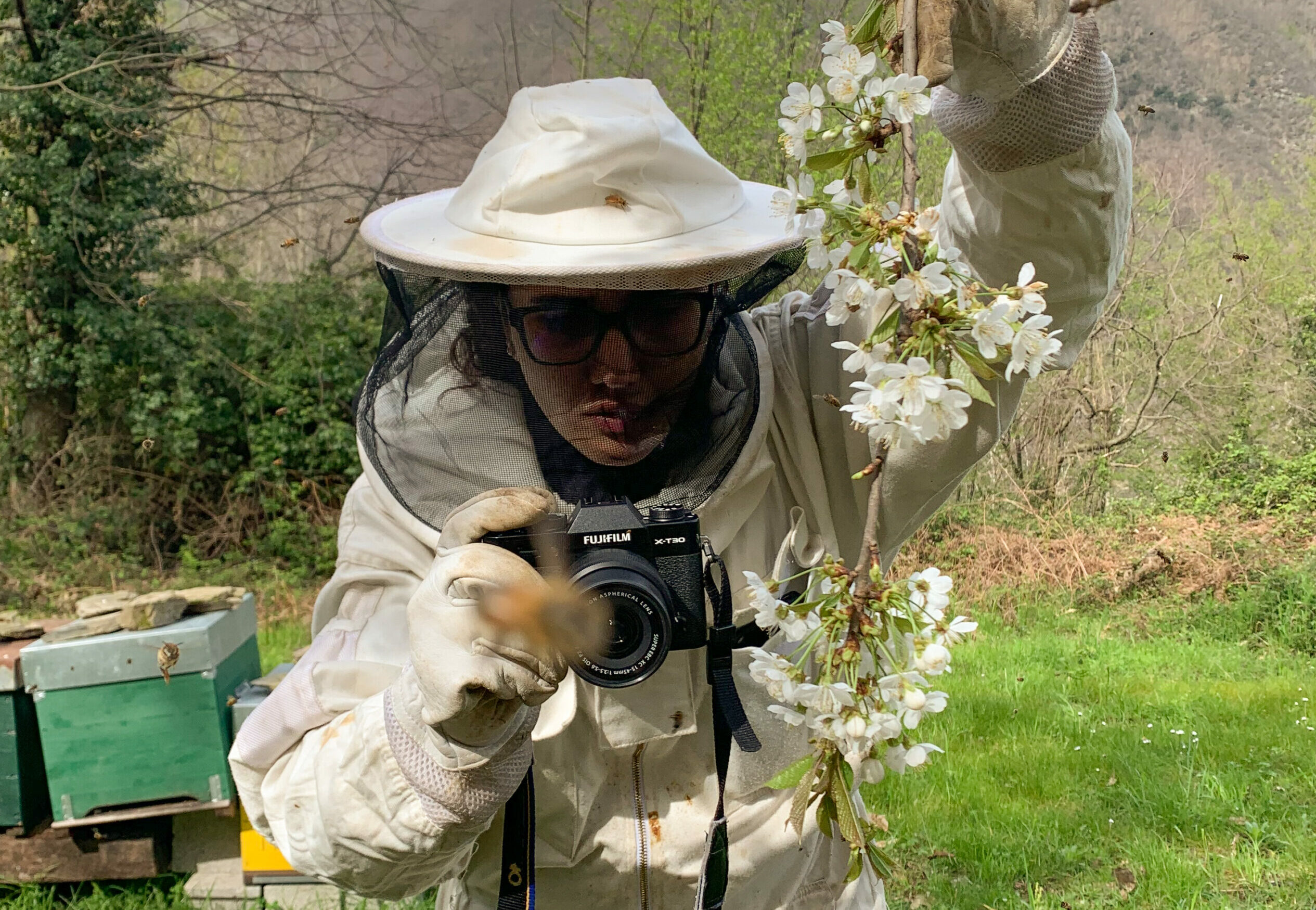 monica fotografa le api e il fiore di acacia